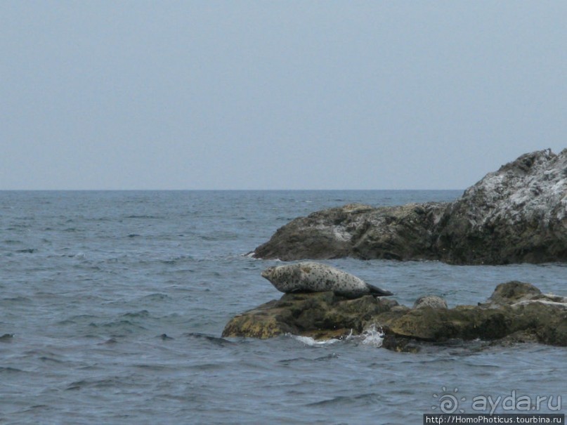 Тонино-Анивский полуостров: птицы, нерпы и ветер