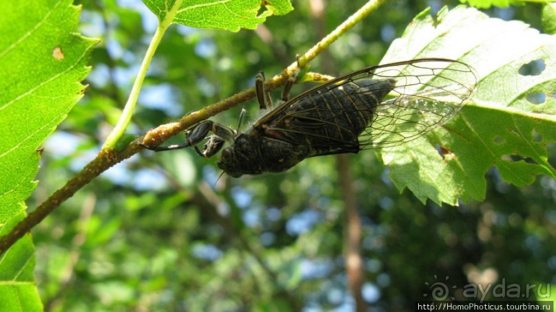 Тонино-Анивский полуостров: птицы, нерпы и ветер