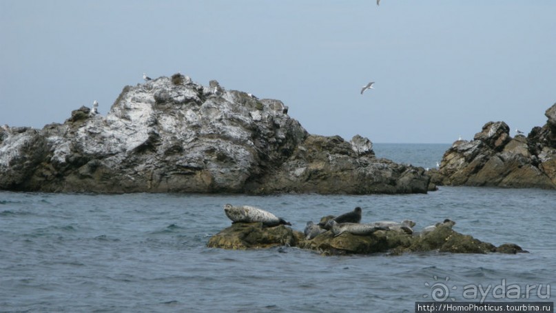 Тонино-Анивский полуостров: птицы, нерпы и ветер