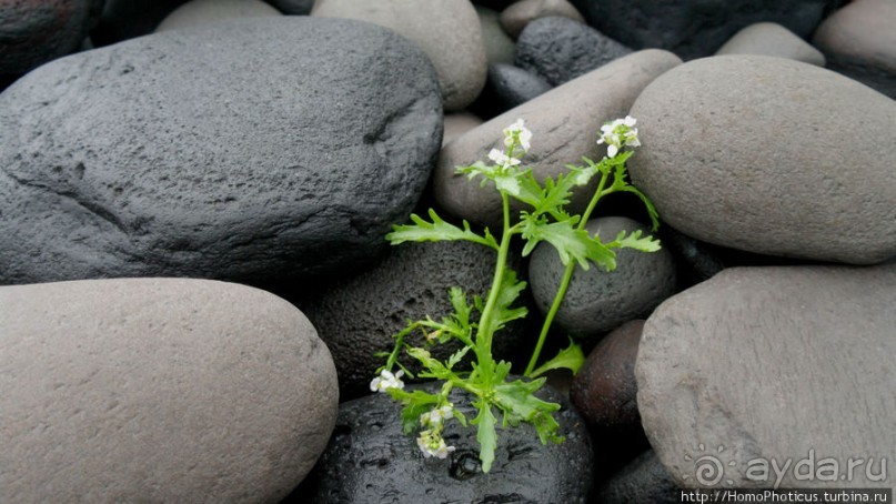 К вулкану Жюля Верна
