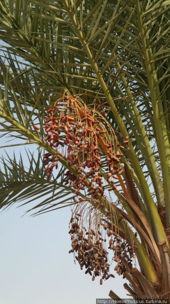 В Багдаде все "спокойно". Остатки культурных ценностей