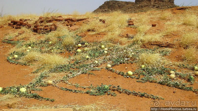 Последний расцвет Куша
