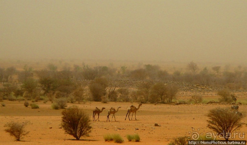 Последний расцвет Куша