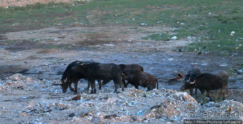 Над Евфратом