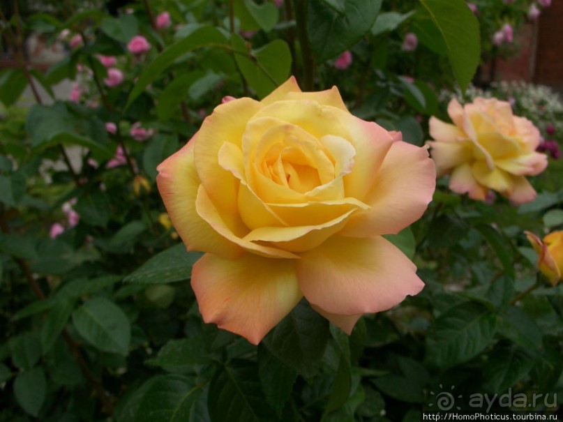 Золотое кольцо Калужской губернии