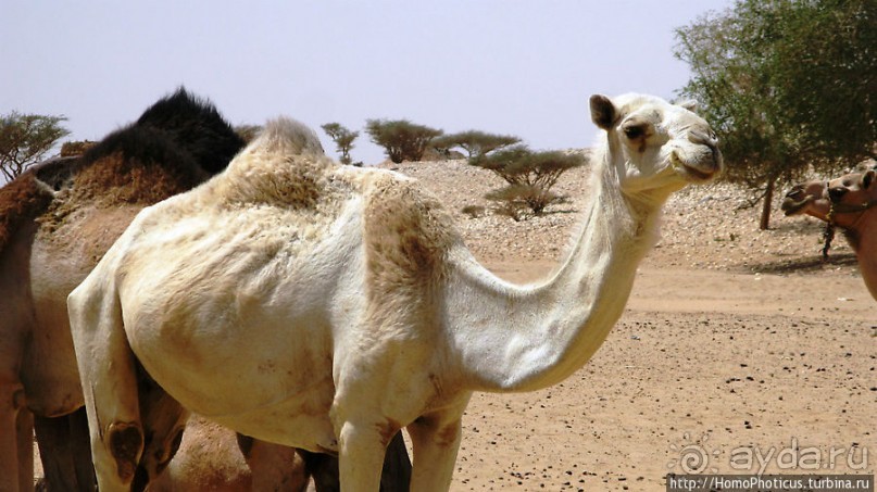 Пустыня Байюда