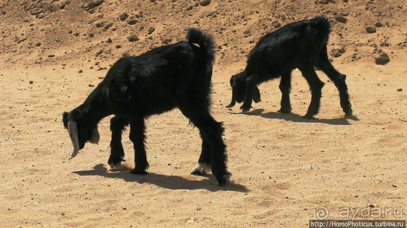 Пустыня Байюда