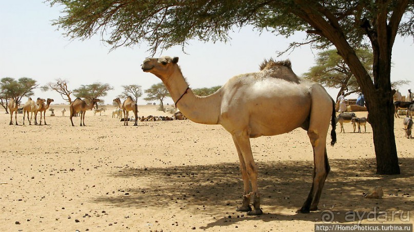 Пустыня Байюда