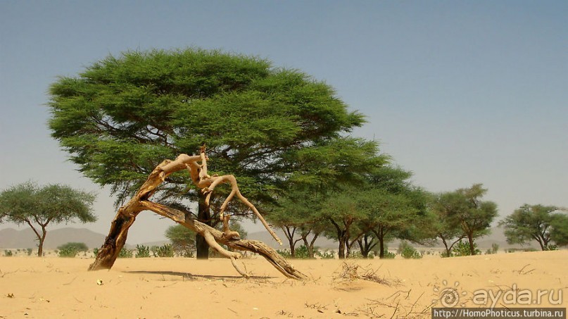 Пустыня Байюда