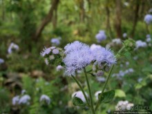 Уголок джунглей