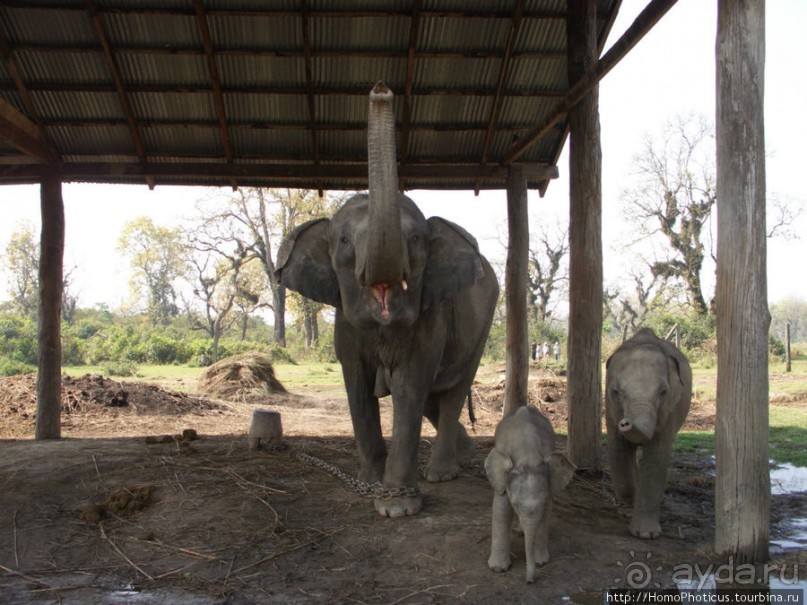 Уголок джунглей