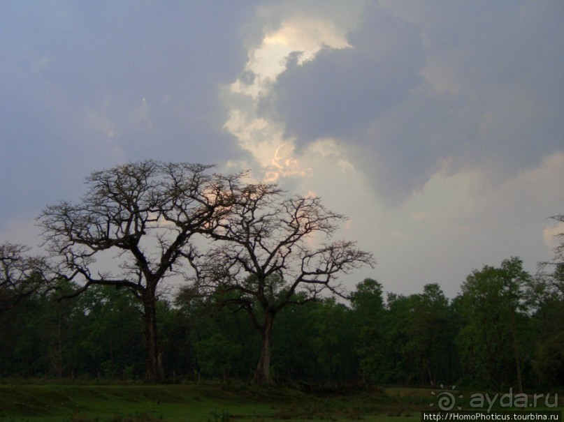 Уголок джунглей