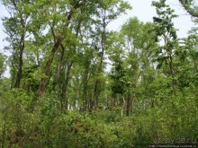 Уголок джунглей