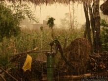 Уголок джунглей