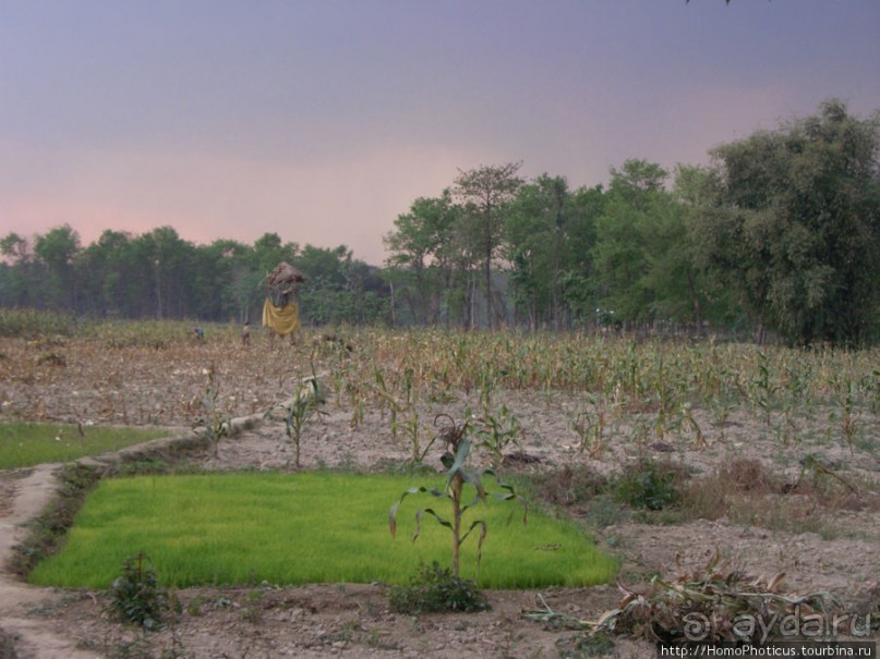 Уголок джунглей