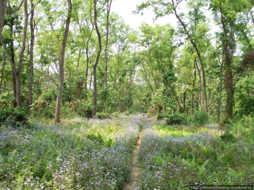 Уголок джунглей