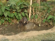 Уголок джунглей