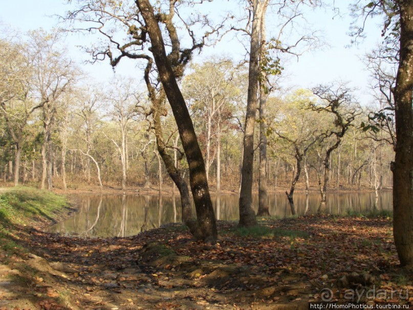 Уголок джунглей