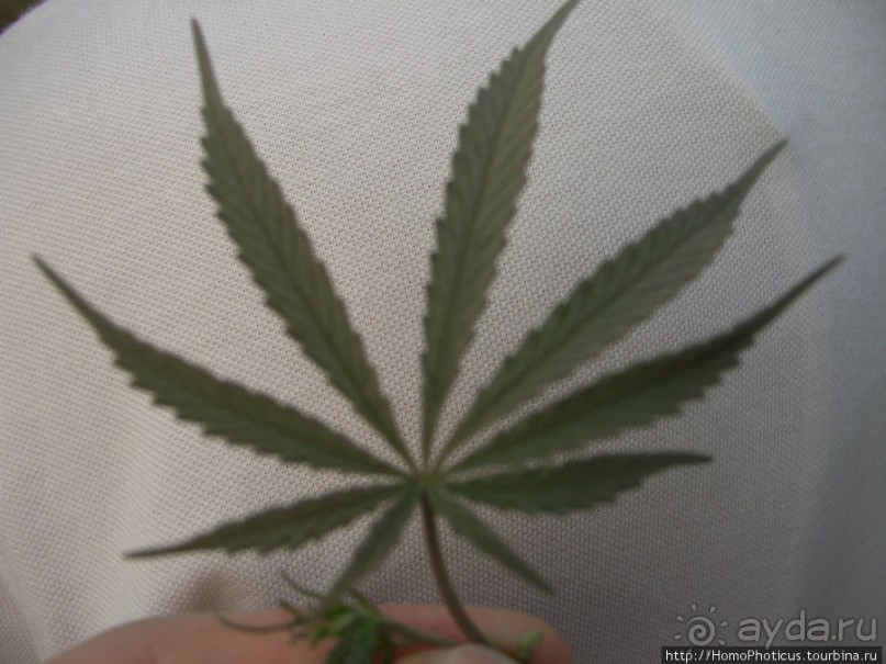 Уголок джунглей