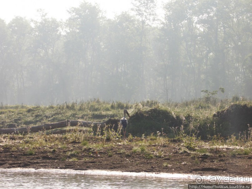 Уголок джунглей