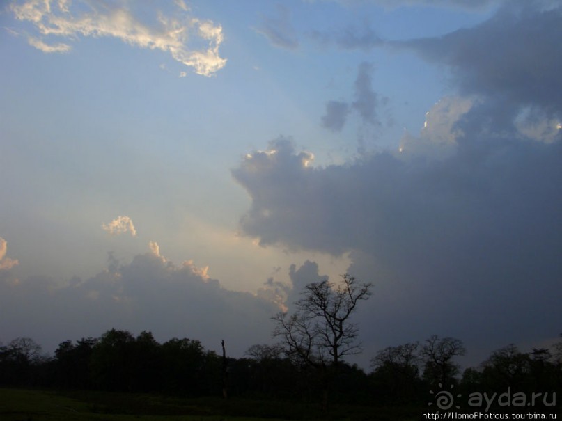 Уголок джунглей