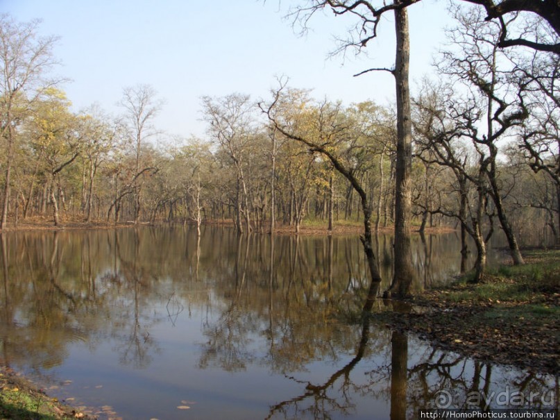 Уголок джунглей