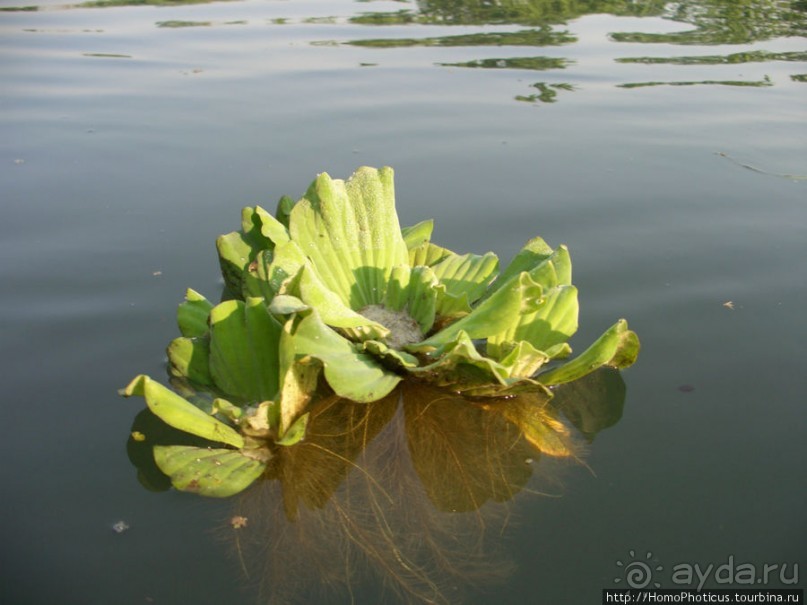 Уголок джунглей