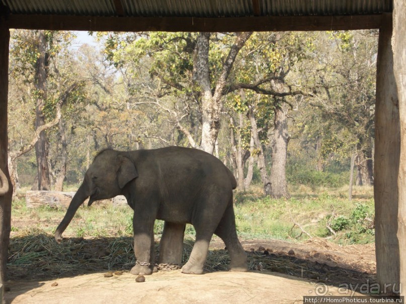 Уголок джунглей