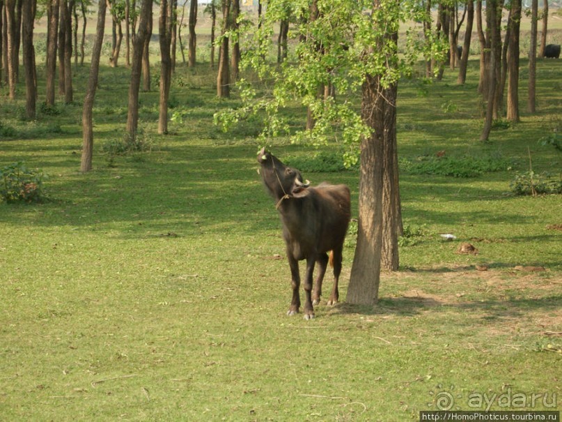 Уголок джунглей