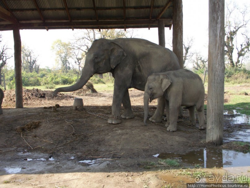 Уголок джунглей