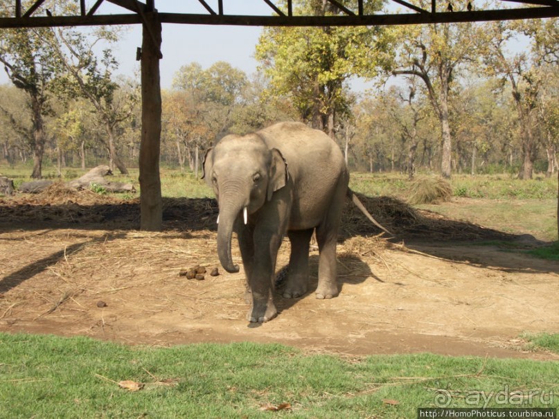 Уголок джунглей