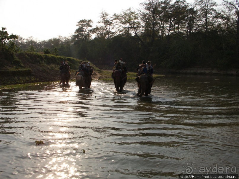 Уголок джунглей