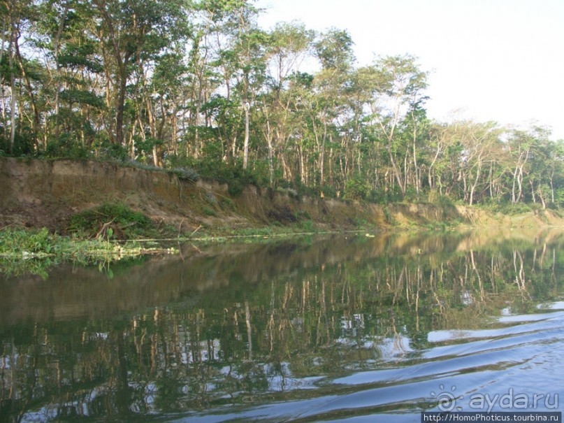 Уголок джунглей