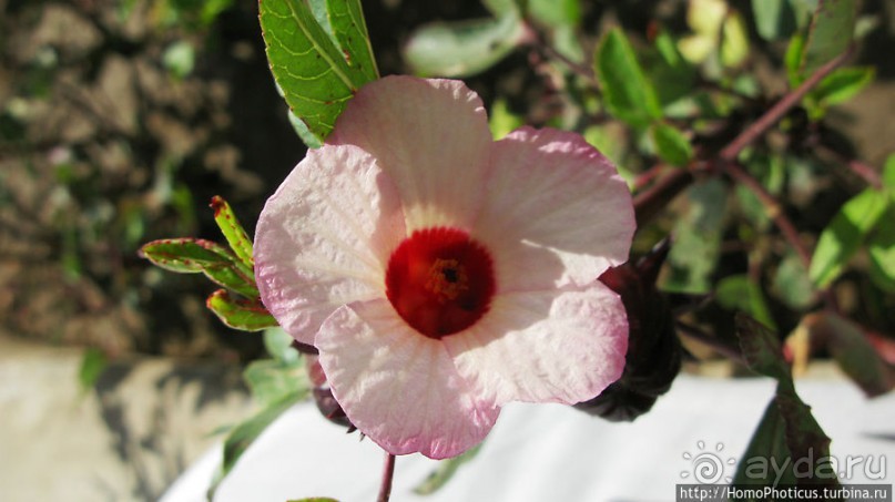 Керма: древнейшая городская цивилизация Африки южнее Сахары