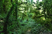 В лабиринтах Шакурана