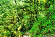 В лабиринтах Шакурана