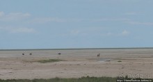 Большое белое место. Запад