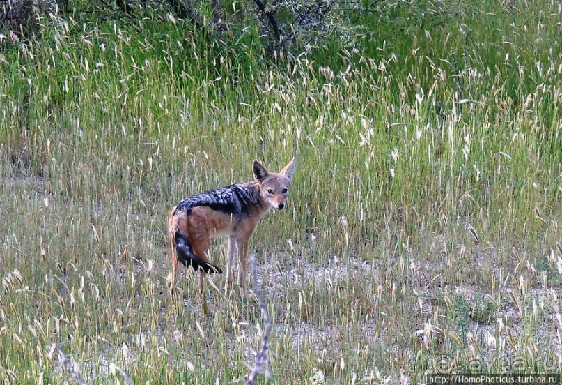 Большое белое место. Запад