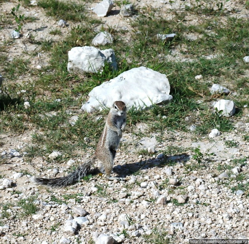 Большое белое место. Запад