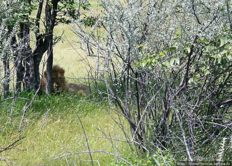 Большое белое место. Запад