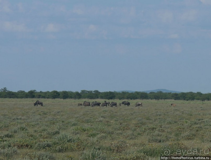 Большое белое место. Запад