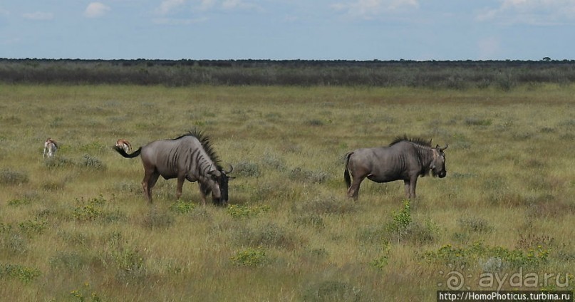 Большое белое место. Запад