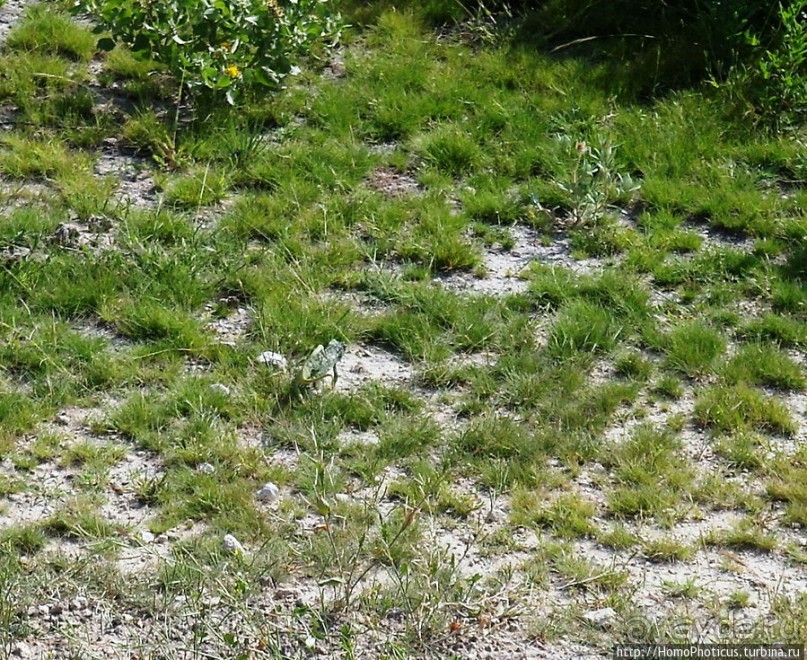 Большое белое место. Запад