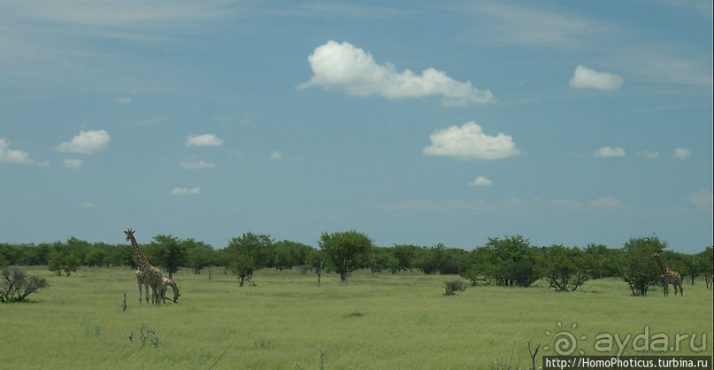 Большое белое место. Запад