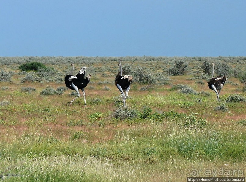 Большое белое место. Запад