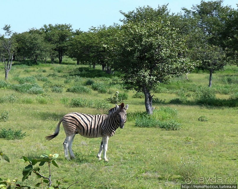 Большое белое место. Запад