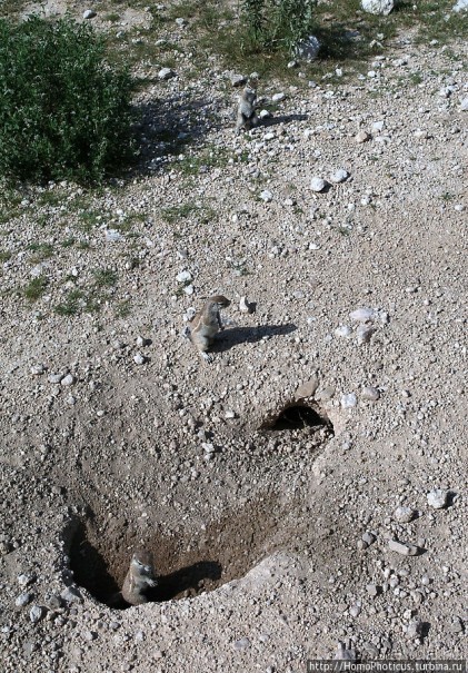 Большое белое место. Запад