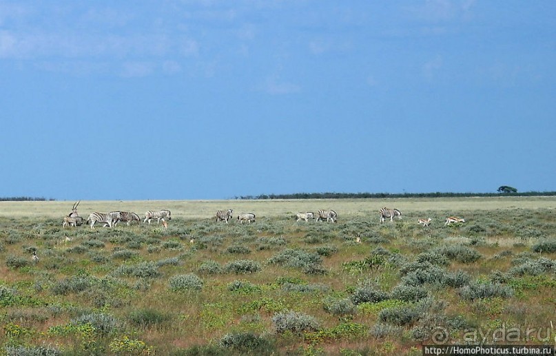 Большое белое место. Запад