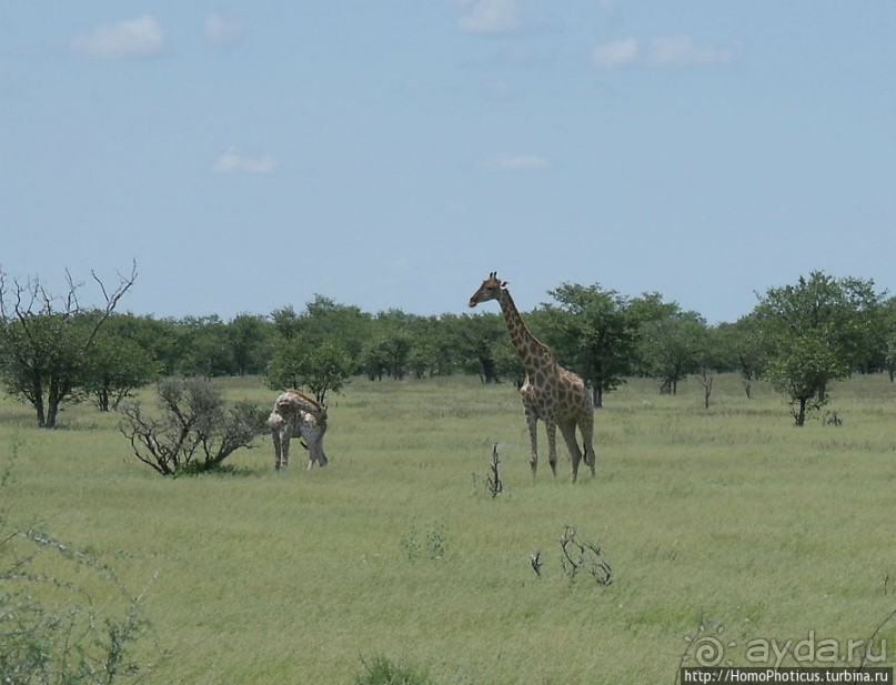 Большое белое место. Запад