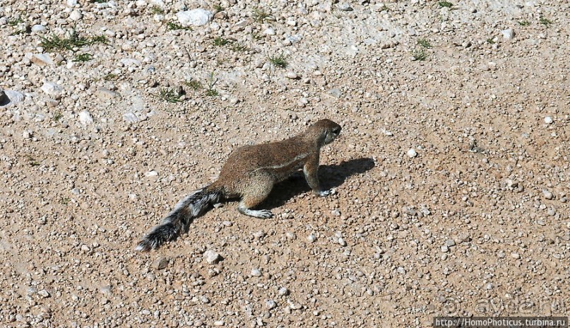 Большое белое место. Запад